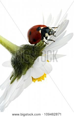 ladybug on flower petals