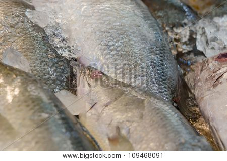 Fish In Market