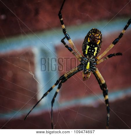 Spider Out To Lunch