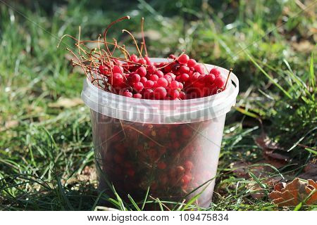 Bucket Full Of Ripe Schizandra
