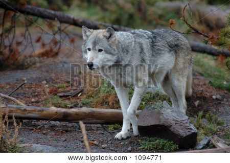 Wolf7