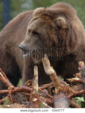 Grizzly bear8