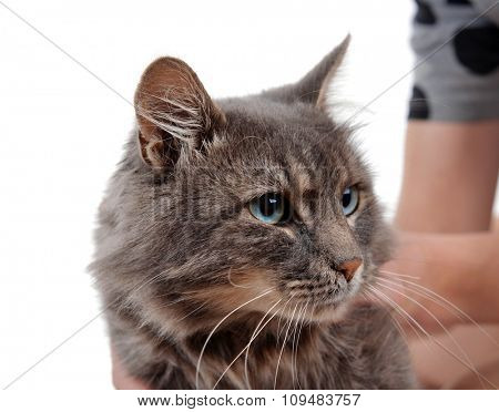 Woman holds beautiful grey cat on white background