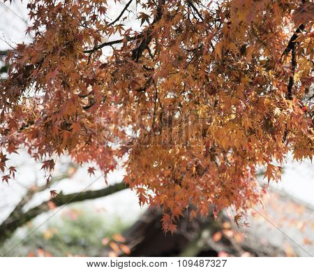 Maple Tree Yellow And Orange On Sunny Day In Autumn