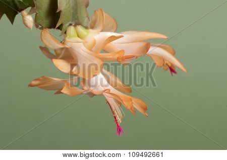 Christmas Cactus Flower