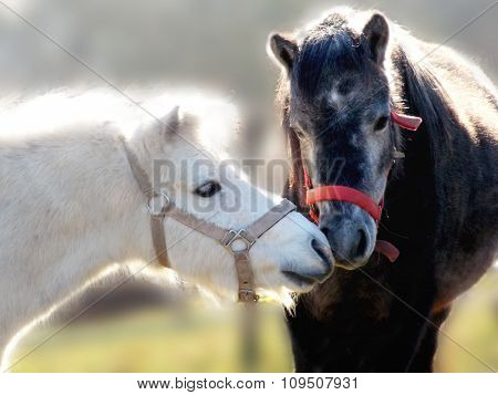 Two Ponies In Contact