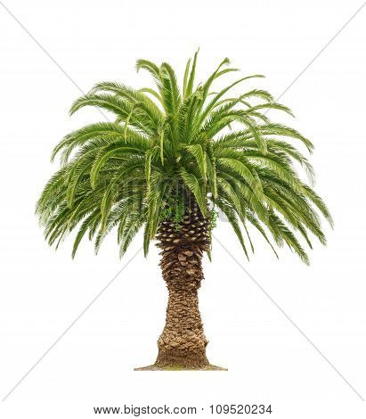 Palm On White Background