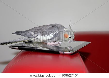 Parrot on the tablet device