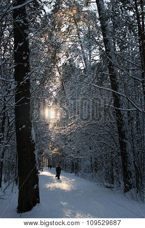 Winter forest