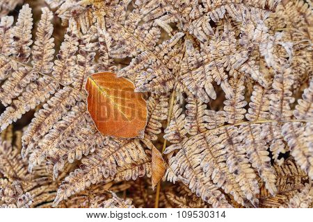 Leaf With Rimefrost On The Fern