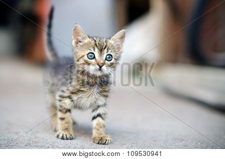 Kitten standing on the pavement