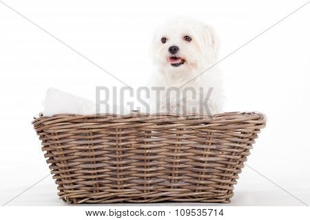 Maltezer In A Basket