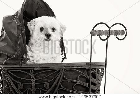 Maltezer In The Pram
