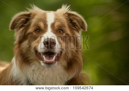 Portrait Of Border Collie