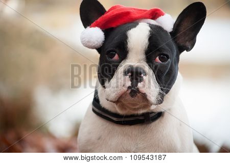Franse Buldog With Christmas Hat