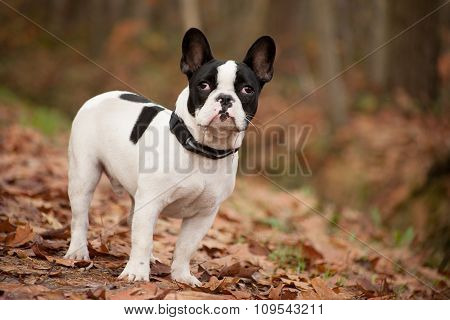 Franse Buldog In The Autumn