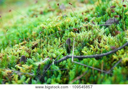 Moss in forest.