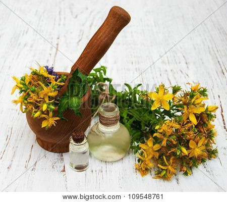 Tutsan Flowers  And Natural Oil