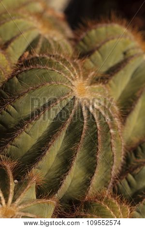 Large, round Notocactus magnificus