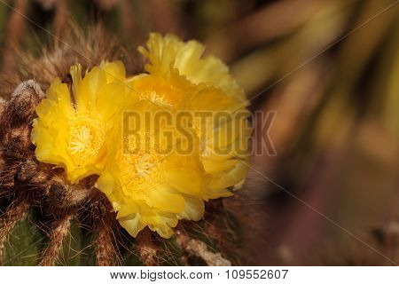 Yellow cactus flower on Notocactus warasii