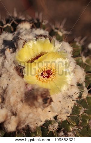 Yellow cactus flower on Notocactus warasii