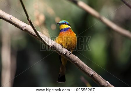 Blue-breasted Bee-eater