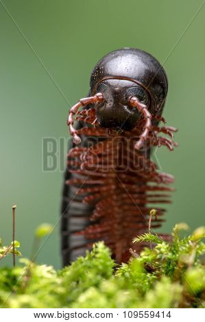 North American Millipede (Narceus Americanus)