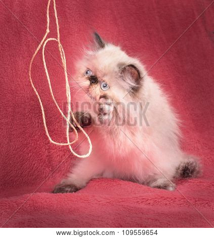 Young Blue Point Himalayan Persian Kitten