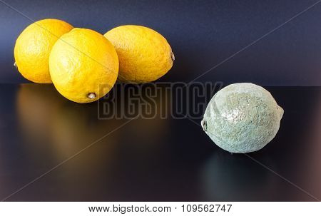 Moldy And Healthy Lemons
