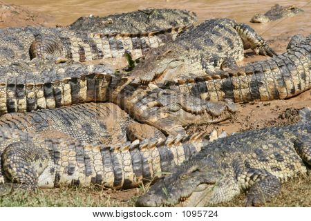 Krokodile überall