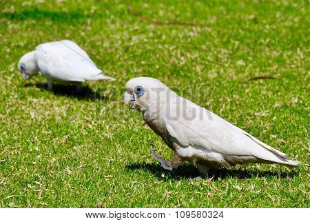 Little Corella: Australian Cockatoo
