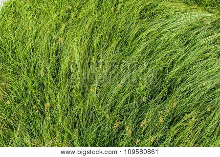Nut Grass, Purple Nutsedge, Nutsedge, Cocograss