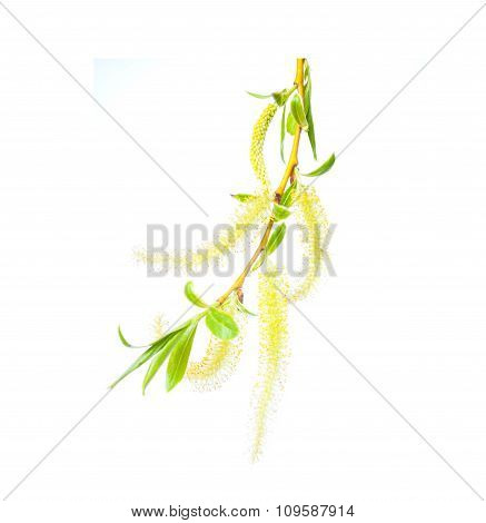 twig blossoming willow