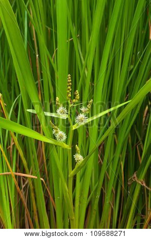 Reeds With Flower Closeup