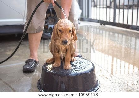 Golden Retriever Gets A Bath
