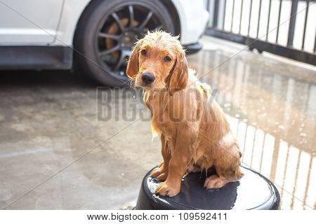 Golden Retriever Gets A Bath