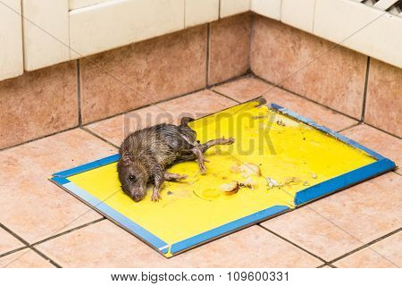 Rat Captured On Disposable Glue Trap Board On Kitchen Floor
