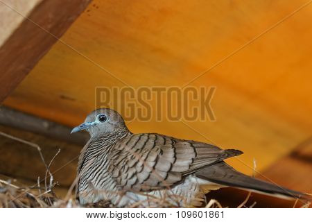 Zebra Dove (geopelia Striata)