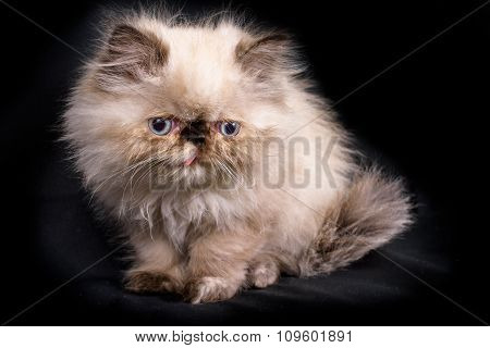 Young Blue Point Himalayan Persian Kitten