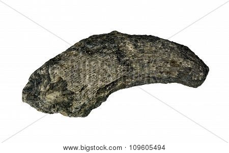Fossilized tetracorals
