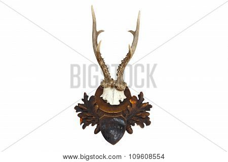 Roebuck Hunting Trophy