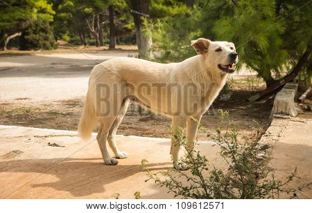 Dogs On The Beach, Schinias, Greece