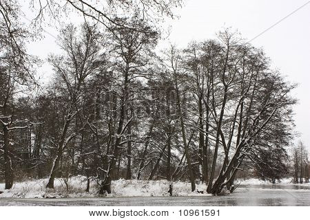 Bäume im winter