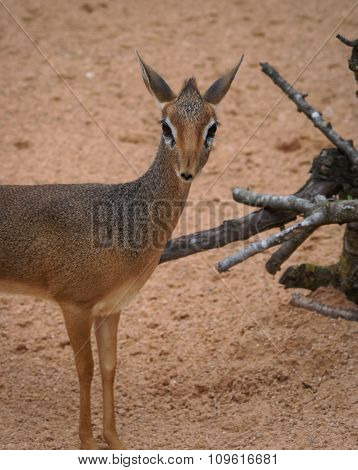 Mini Antilope Dik-dik