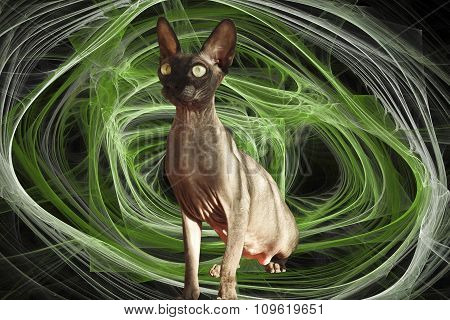 Black Bald Cat Sitting On A Green Fractal