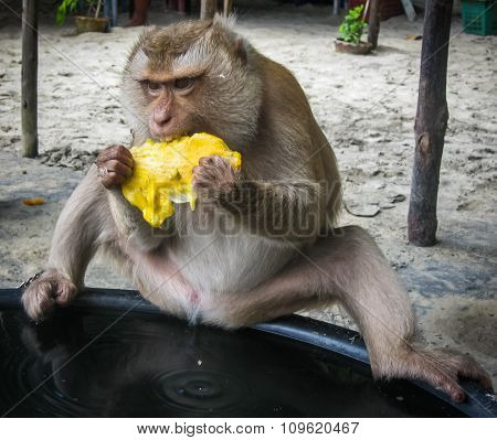 Monkey On The Thailand Beach