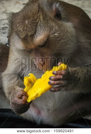 Monkey On The Thailand Beach