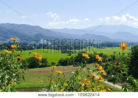 Flowerbed With Mountain And Paddy View
