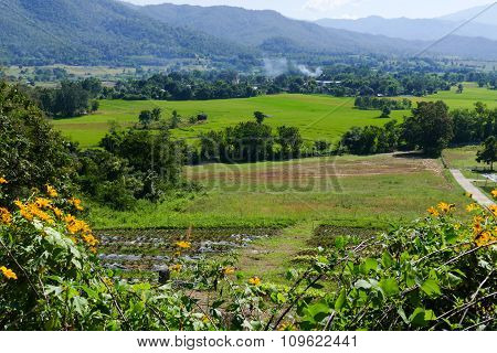 Flowerbed With Mountain And Paddy View