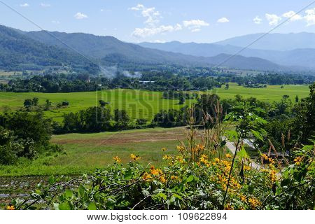 Flowerbed With Mountain And Paddy View